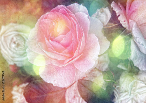 Foto-Schmutzfangmatte - Oldfashioned rose in a shabby chic, dreamy and romantic look (von macrossphoto)
