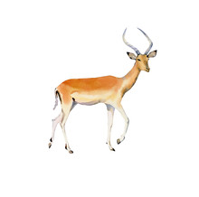 Handpainted Watercolor Impala Illustration Isolated On White