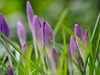 Wall Mural - Crocus in Bud