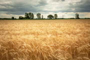 Golden triticale field, horizon and clouds on the sky