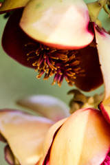 Detailed exotic macro closeup inflorescence of blooming wild Cannonball tree, Couroupita guianensis flower.