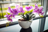 pink orchid in the pot