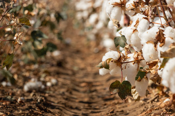 Poster - Cotton plants ready to be harvested in a field in Komotini, Greece