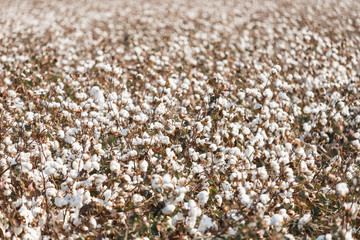 Wall Mural - Cotton field ready for harvesting in Komotini, Greece