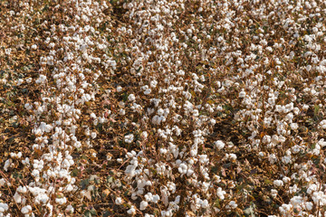 Wall Mural - Cotton field from above in Komotini, Greece