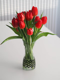 Fototapeta Tulipany - Bukiet tulipanów