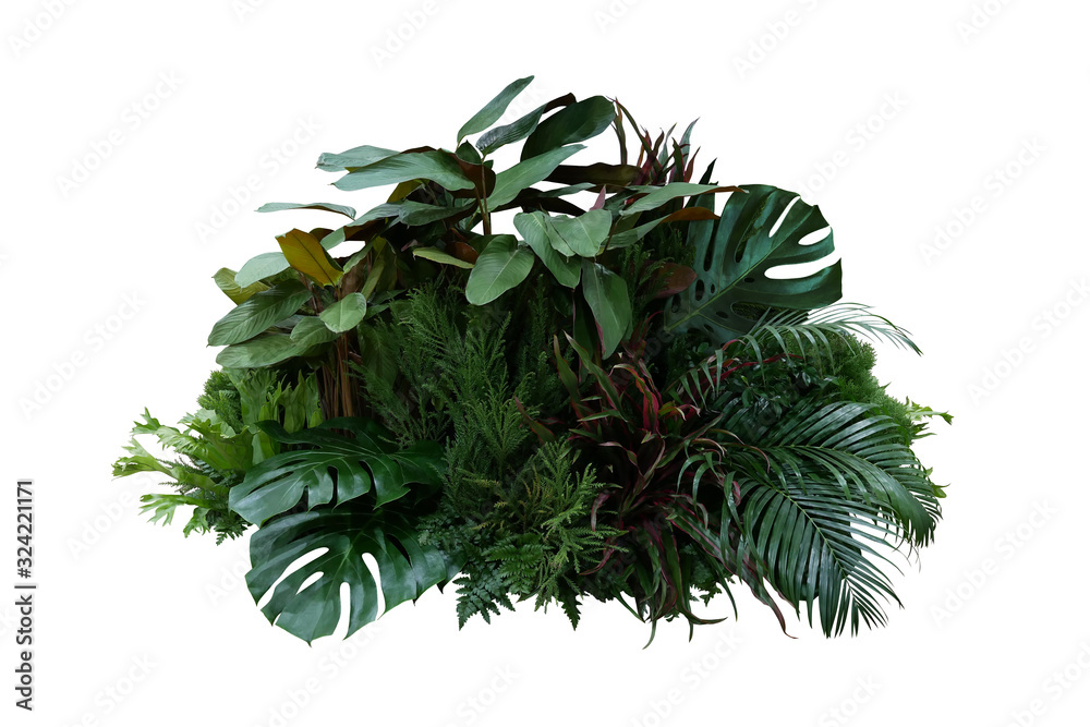 Tropical foliage plant bush (Monstera, palm leaves, Calathea, Cordyline or Hawaiian Ti plant, ferns, and fir) floral arrangement indoors garden nature backdrop isolated on white with clipping path. - obrazy, fototapety, plakaty 