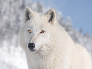 Sticker - polar wolf portrait on sky background