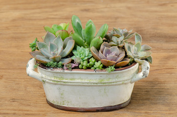 Wall Mural - Arrangement of mix succulent plants in dirty white ceramic pot on wood table top background