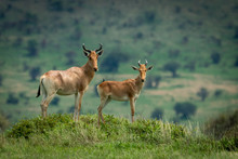 Male Hartebeest And Calf Stand On Mound