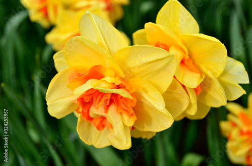 Fotomural Yellow narcissus closeup in Keukenhof garden