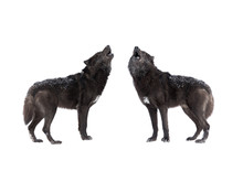 Two Howling Wolf Isolated On A White Background.