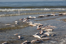 Dead Fish Is Thrown Onto The Sandy Bank Of The River