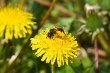 Wall Mural - Honey bee on dandelion flower. Honey bee pollinating on spring meadow