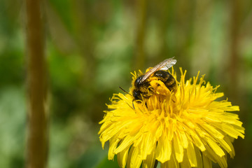 Wall Mural - Honey bee on dandelion flower. Honey bee pollinating on spring meadow