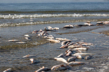 Dead fish is thrown onto the sandy bank of the river