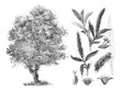 White willow (Salix alba) / vintage illustration from Brockhaus Konversations-Lexikon 1908