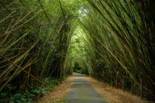 Bamboo Trees Overhang The Road.