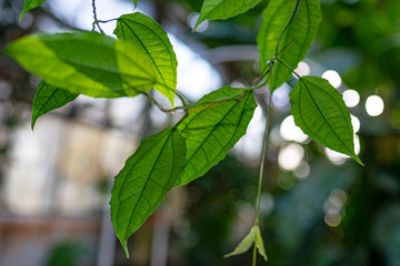 Wall Mural - the detail of tropic plant in a greenhouse