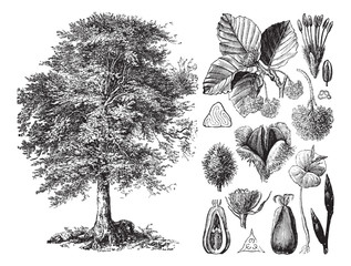 common beech (fagus sylvatica) / vintage illustration from brockhaus konversations-lexikon 1908