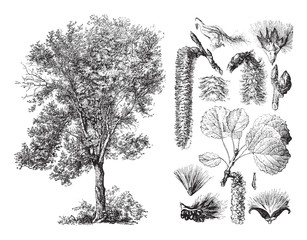 Aspen (Populus tremula) / vintage illustration from Brockhaus Konversations-Lexikon 1908