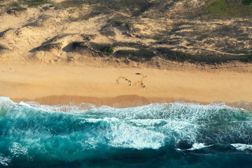 Seal on tropical beach