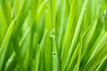 Green grass with water drops on blurred background, closeup