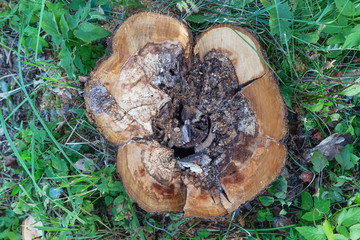 A stump with a crumbling middle.Top view.Сoncept of garden care and the elimination of sick or old rotted trees.