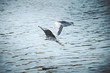 flying heron