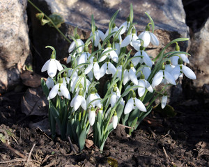 Wall Mural - Snowdrops, the first spring flowers.  Extraordinarily warm winter. Selective focus.