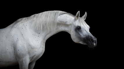 Wall Mural - Portrait of a beautiful white arabian horse with long mane on black background isolated