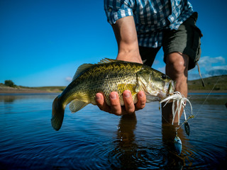 Wall Mural - Pregnant Bass fishing on beautiful lake in South Africa closeup shot with lure