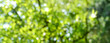 © S.H.exclusiv - Spring background - abstract banner - green blurred bokeh lights