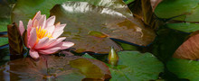 Natural Beauty Of Delicate Bud Pink Water Lilies Or Lotus Flowers Marliacea Rosea Opened Early In Morning In Garden Pond. Nymphaea Blossom Among Huge Leaves