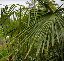 Green Subtropical Plant With Long Narrow Leaves On The Black Sea Coast