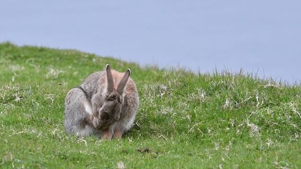 Wall Mural - European rabbit (Oryctolagus cuniculus) grooming fur of hind leg in meadow