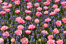 Flower Bed With Muscari And Coral Tulips. Pink Tulips And Blue Muscari