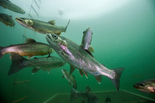 Austria, Styria, Grueblsee, Brook Trouts And Rainbow Trouts