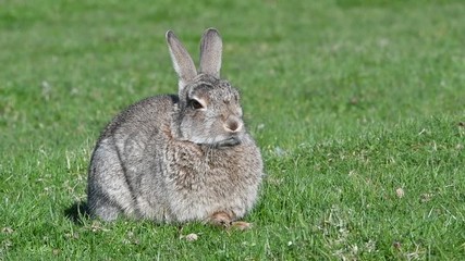 Wall Mural - Alert European rabbit (Oryctolagus cuniculus) turning erected ears to locate noise in field