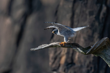 Wall Mural - a female peregrine falcon landing on a perch on a cliff. a cliff.