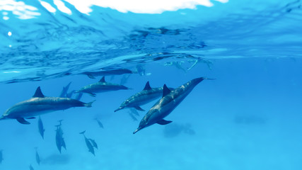 Family, a herd of dolphins on the high seas next to an anchored yacht