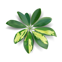 Wall Mural - realistic tropical leaves on a white background. vector illustration.
