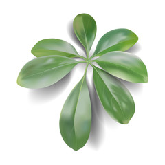Wall Mural - realistic tropical leaves on a white background. vector illustration.