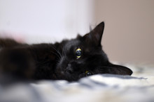 Sleepy Young Black Cat Lay On A Bed, Selective Focus On Its Eye