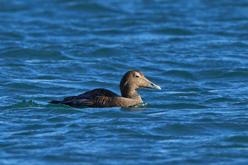 Wall Mural - Common eider (Somateria mollissima) in its natural habitat