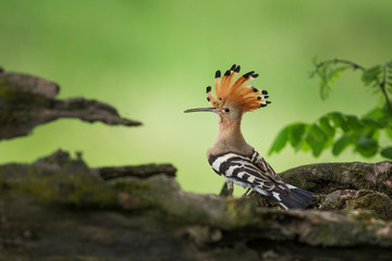 Wall Mural - Eurasian Hoopoe or Common hoopoe (Upupa epops) bird.