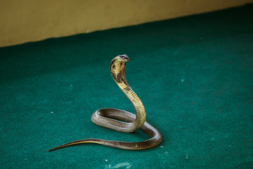 cobra on green arena carpet