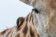 © Mint Images - A red-billed oxpecker, Buphagus erythrorhynchus, sits on the neck of a giraffe, Giraffa camelopardalis giraffa,Londolozi Game Reserve