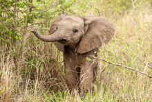 An Elephant Calf, Loxodonta Africana, Lifts Its Trunk While Standing In Greenery,Londolozi Game Reserve