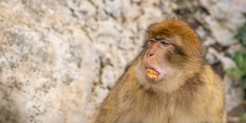 Wall Mural - the monkey eats the pastry from the tourist